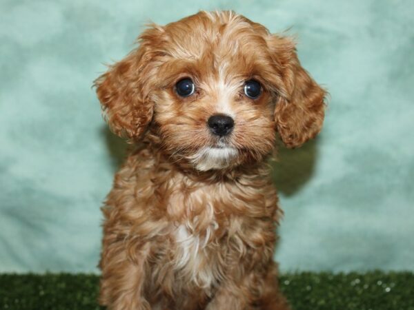 Cavalier King/Poodle-DOG-Male-Red-8768-Petland Dalton, Georgia