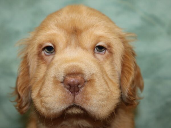 Mini Hippo-DOG-Male-BUFF-8777-Petland Dalton, Georgia