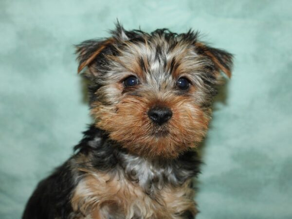 Yorkshire Terrier DOG Male BLACK TAN 8776 Petland Dalton, Georgia