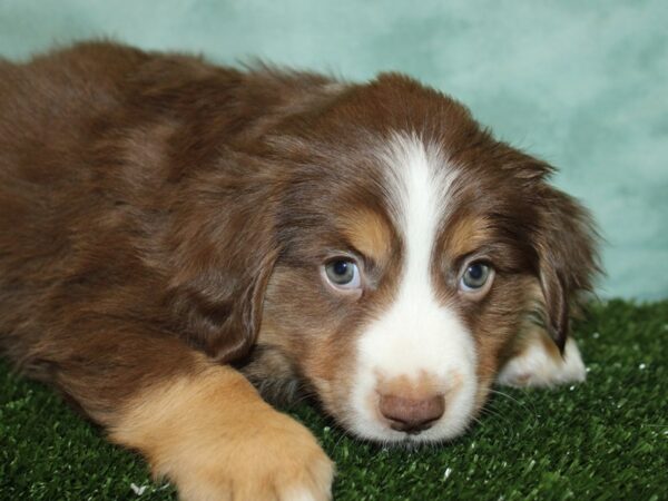 Miniature Australian Shepherd-DOG-Male-RED TRI-8775-Petland Dalton, Georgia