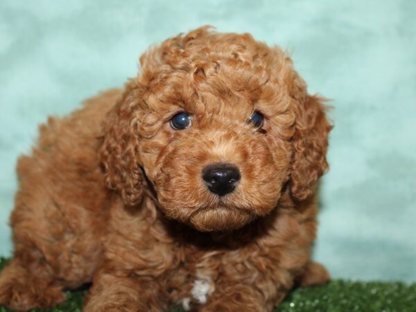 F2 MINI GOLDENDOODLE DOG Male Red 8771 Petland Dalton, Georgia