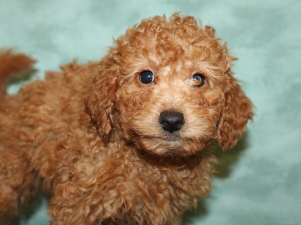 F2 MINI GOLDENDOODLE DOG Male Red 8772 Petland Dalton, Georgia