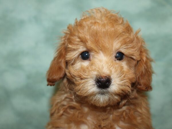 Bichapoo-DOG-Female-RED-8779-Petland Dalton, Georgia