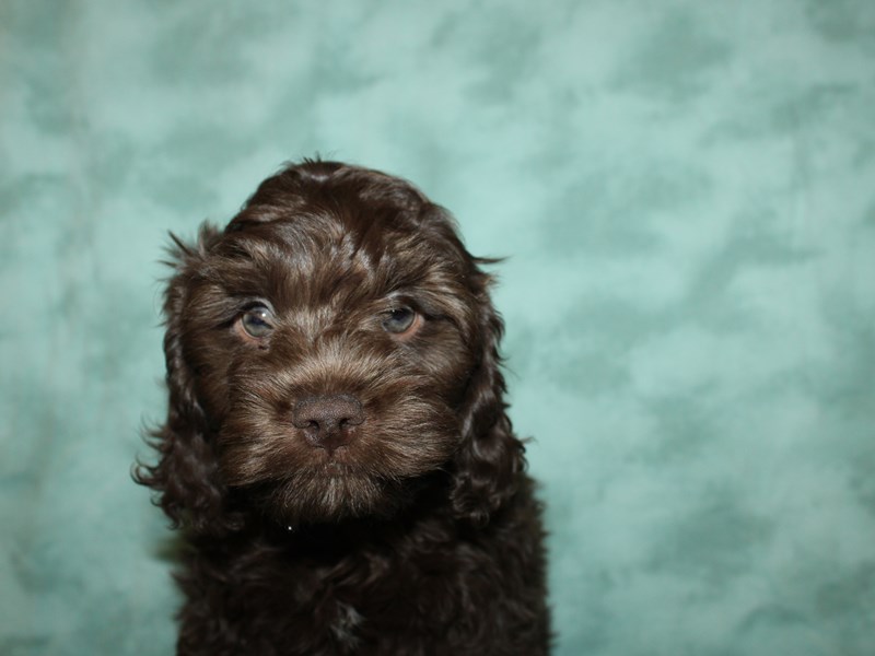 Cockapoo Puppy Chocolate ID:19376 Located at Petland Dalton, Georgia