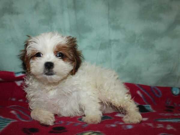 ShizaPoo-DOG-Female-Chocolate / White-19375-Petland Dalton, Georgia