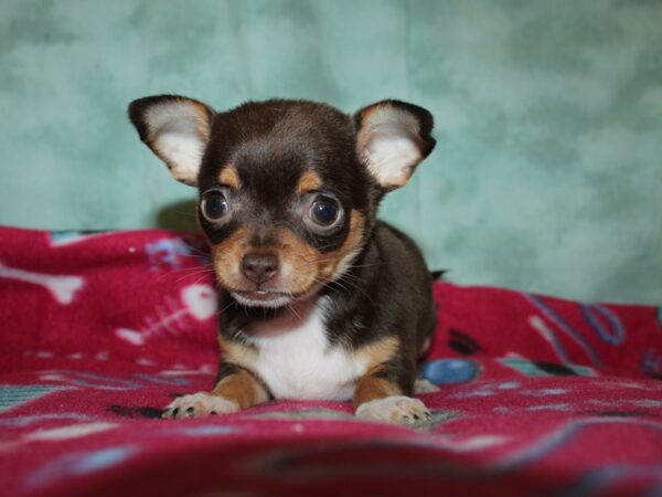 Chihuahua DOG Female Chocolate and Tan 19373 Petland Dalton, Georgia