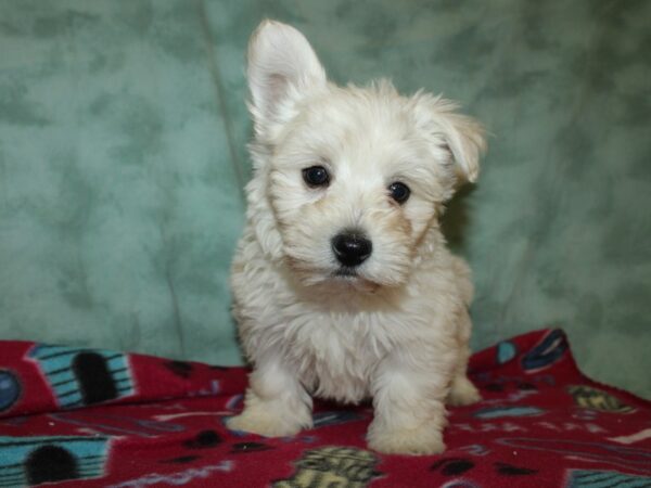 West Highland White Terrier DOG Male White 8788 Petland Dalton, Georgia