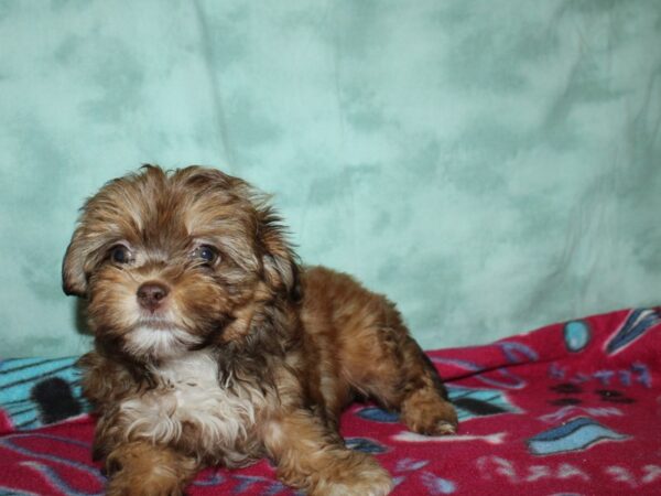 ShizaPoo-DOG-Female-Chocolate / White-8787-Petland Dalton, Georgia