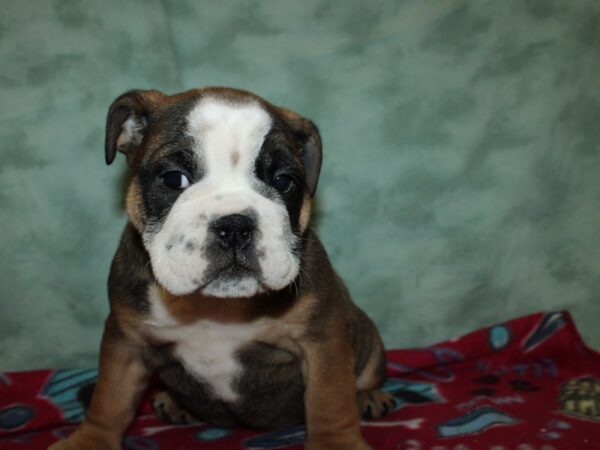 Bulldog DOG Male Fawn / White 8785 Petland Dalton, Georgia