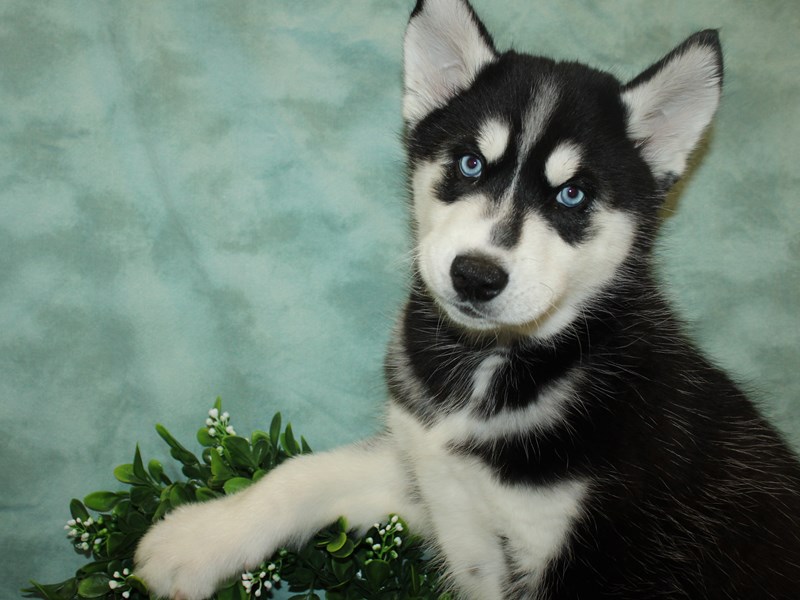 Siberian Husky Puppy Black and White ID:19377 Located at Petland