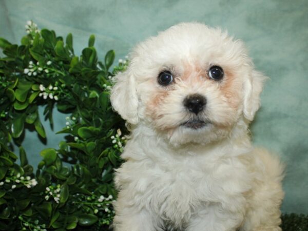 Bichon Frise DOG Female White 8793 Petland Dalton, Georgia