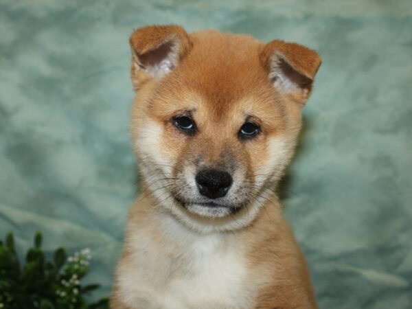 Shiba Inu DOG Male Red 8792 Petland Dalton, Georgia