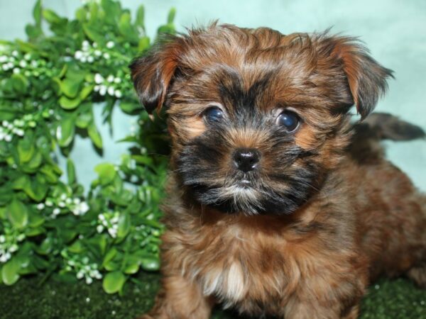 Shorkie-DOG-Male-Gold-8791-Petland Dalton, Georgia