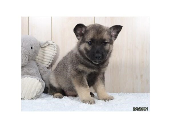 Norwegian Elkhound DOG Female Black / Silver 19383 Petland Dalton, Georgia