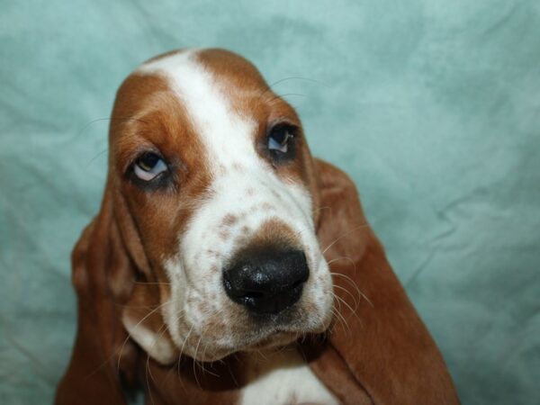 Basset Hound-DOG-Female-Brown / White-8797-Petland Dalton, Georgia