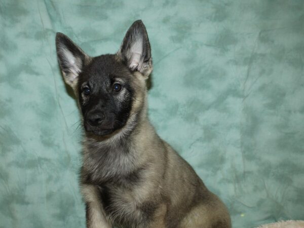 Norwegian Elkhound DOG Male Black / Silver 8798 Petland Dalton, Georgia