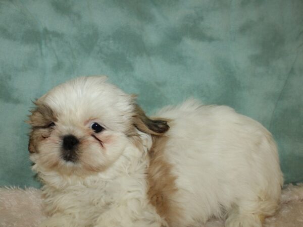 Shih Tzu DOG Female Brown & White 19399 Petland Dalton, Georgia