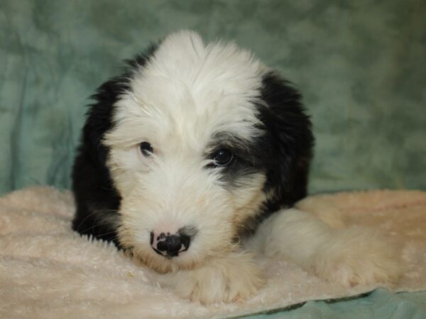 Old English Sheepdog DOG Male BLK WHITE 19386 Petland Dalton, Georgia