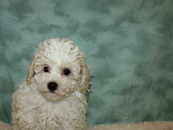 Poo Chon-DOG-Male-APRICOT-19387-Petland Dalton, Georgia