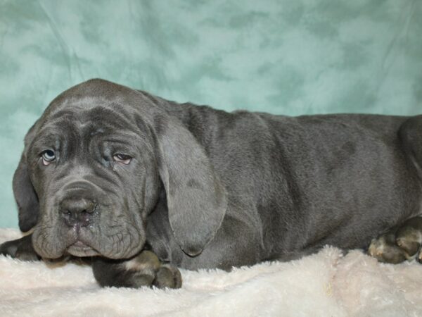 Neapolitan Mastiff-DOG-Male-Blue-19396-Petland Dalton, Georgia