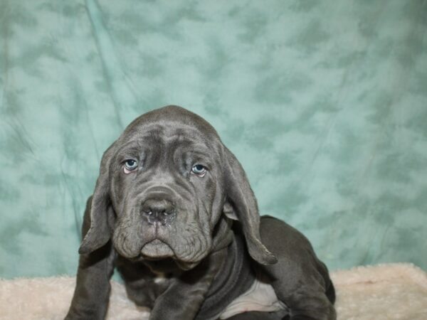 Neapolitan Mastiff DOG Male Blue 8806 Petland Dalton, Georgia