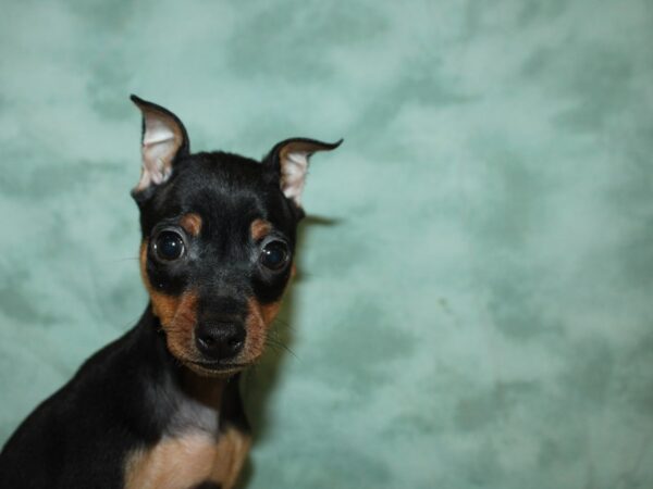 Miniature Pinscher DOG Male Black / Rust 19382 Petland Dalton, Georgia