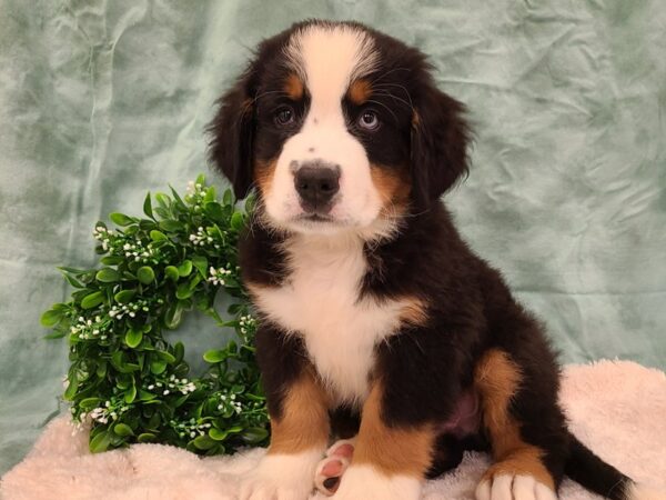 Bernese Mountain Dog DOG Male 19415 Petland Dalton, Georgia