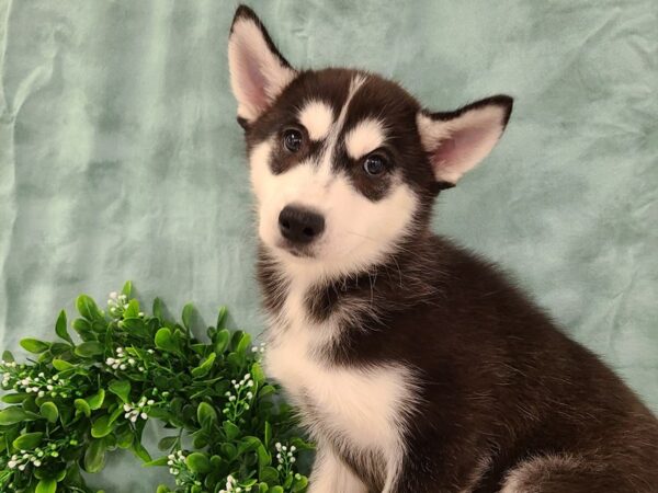 Siberian Husky DOG Female Black & White 19401 Petland Dalton, Georgia