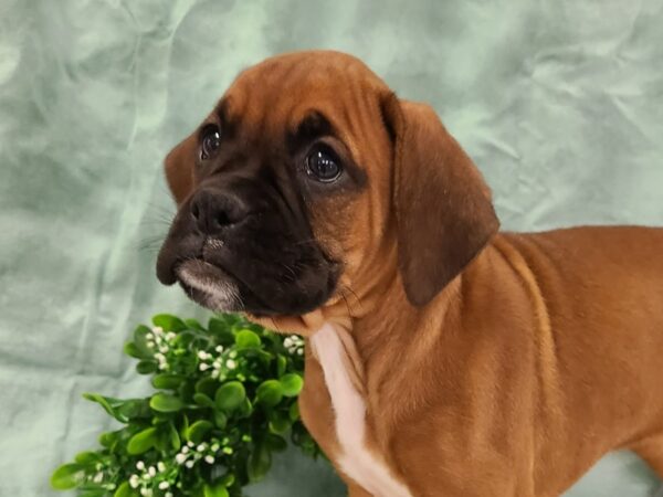 Boxer-DOG-Female-brindle white-19402-Petland Dalton, Georgia