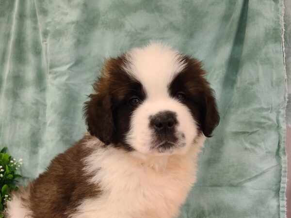 Saint Bernard DOG Male 19412 Petland Dalton, Georgia