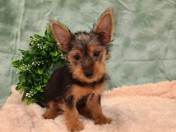 Silky Terrier DOG Male Silver Black and Tan 19404 Petland Dalton, Georgia