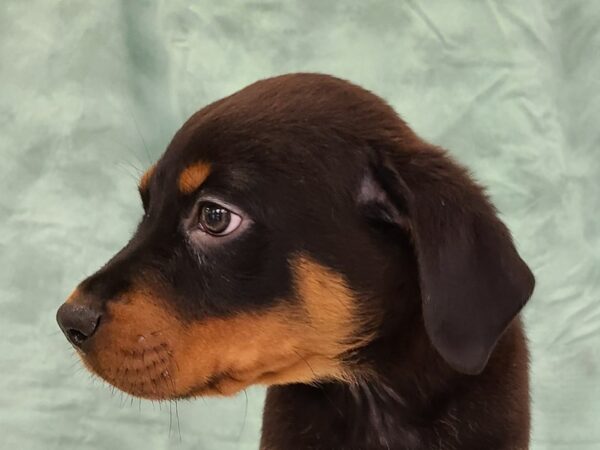 Rottweiler DOG Male Black Tan 19400 Petland Dalton, Georgia