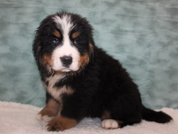 Bernese Mountain Dog DOG Male Blk / Tan 8813 Petland Dalton, Georgia