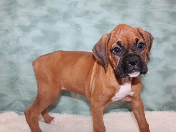 Boxer-DOG-Female-Brindle With Black Mask-8811-Petland Dalton, Georgia