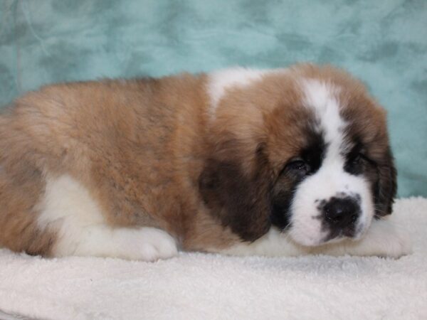 Saint Bernard DOG Male Sable White 8810 Petland Dalton, Georgia