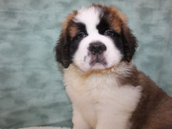 Saint Bernard DOG Male Red / Wh 8814 Petland Dalton, Georgia