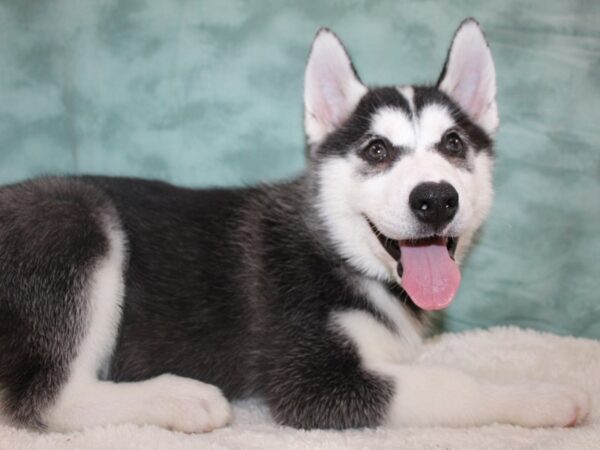 Siberian Husky DOG Male Black & White 8809 Petland Dalton, Georgia