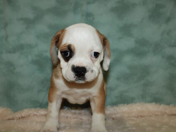 Bull Puggle DOG Female BROWN WH 19424 Petland Dalton, Georgia