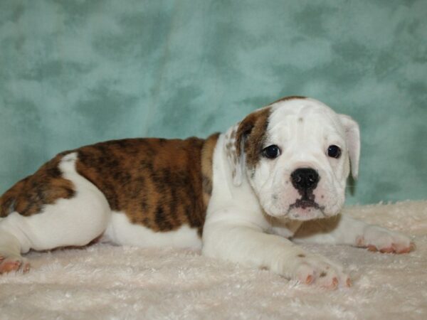 Old English Bulldog-DOG-Female-Red Brindle and White-19418-Petland Dalton, Georgia