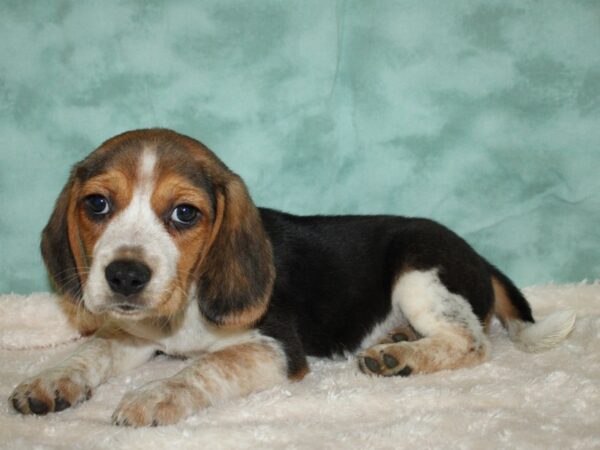 Beagle DOG Male Black White and Tan 19419 Petland Dalton, Georgia