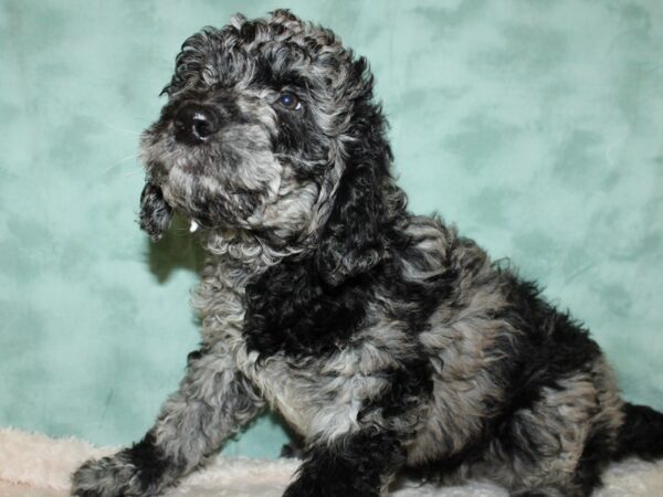 F2 ST Goldendoodle DOG Male Blue Merle 19417 Petland Dalton, Georgia