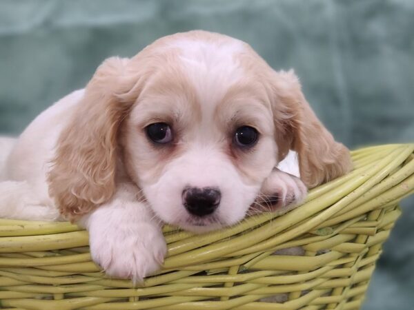 Cavachon DOG Female BLENHEIM 8832 Petland Dalton, Georgia