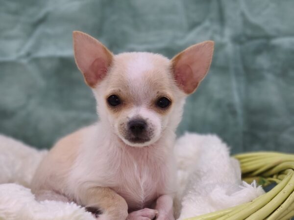 Chihuahua DOG Male Cream 8825 Petland Dalton, Georgia