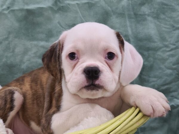 Bull Puggle-DOG-Male-BROWN MERLE-8834-Petland Dalton, Georgia