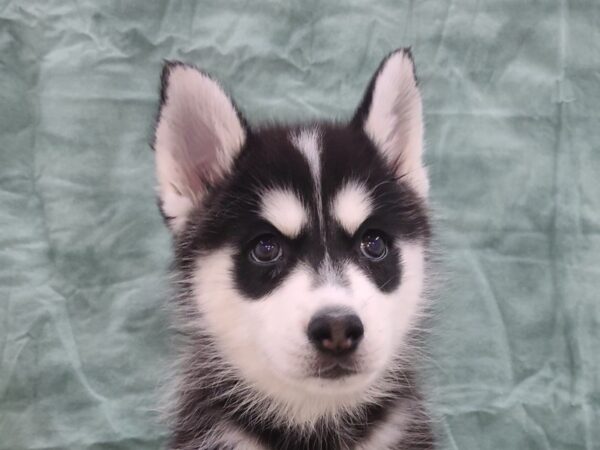 Pomsky DOG Female BLK WH 8829 Petland Dalton, Georgia