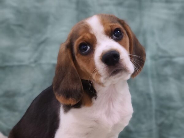 Beagle DOG Female Black White and Tan 8838 Petland Dalton, Georgia