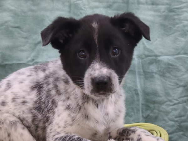 Border Heeler-DOG-Male-Black-8828-Petland Dalton, Georgia