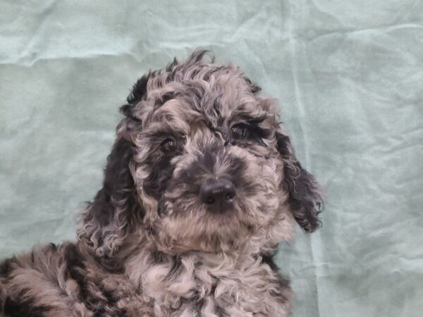 F2 ST Goldendoodle-DOG-Female-Blue Merle-8826-Petland Dalton, Georgia