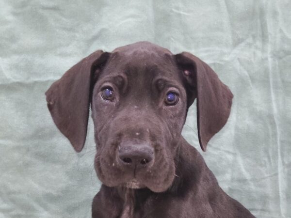 Great Dane DOG Male Black 8824 Petland Dalton, Georgia