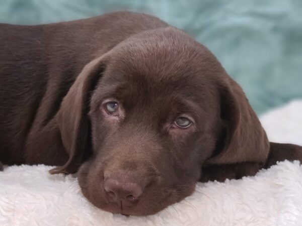 Labrador Retriever DOG Male Chocolate 8827 Petland Dalton, Georgia